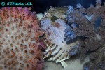 calappa philargius box crab calappa philargius box crab