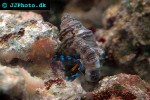 calcinus elegans electric blue hermit crab calcinus elegans electric blue hermit crab