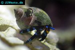 calcinus elegans electric blue hermit crab calcinus elegans electric blue hermit crab