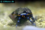 calcinus elegans electric blue hermit crab calcinus elegans electric blue hermit crab
