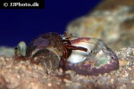 calcinus laevimanus dwarf zebra hermit crab calcinus laevimanus dwarf zebra hermit crab