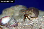 calcinus laevimanus dwarf zebra hermit crab calcinus laevimanus dwarf zebra hermit crab