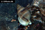 calcinus laevimanus dwarf zebra hermit crab calcinus laevimanus dwarf zebra hermit crab