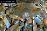 callinectes sapidus blue crab callinectes sapidus blue crab