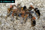 camposcia retusa decorator crab camposcia retusa decorator crab