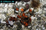 camposcia retusa decorator crab camposcia retusa decorator crab
