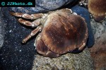 cancer pagurus edible crab cancer pagurus edible crab