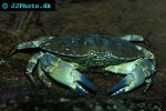 cancer pagurus edible crab cancer pagurus edible crab