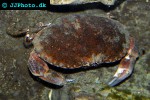 cancer pagurus edible crab cancer pagurus edible crab