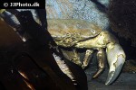 cancer pagurus edible crab cancer pagurus edible crab