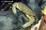 cancer pagurus edible crab cancer pagurus edible crab