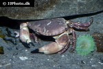 cancer pagurus edible crab cancer pagurus edible crab