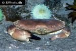 cancer pagurus edible crab cancer pagurus edible crab