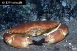 cancer pagurus edible crab cancer pagurus edible crab