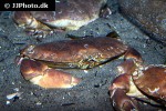 cancer pagurus edible crab cancer pagurus edible crab