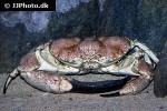 cancer pagurus edible crab cancer pagurus edible crab