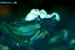 carcinus maenas shore crab carcinus maenas shore crab