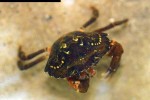 carcinus maenas shore crab carcinus maenas shore crab