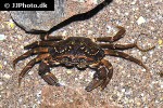 carcinus maenas shore crab carcinus maenas shore crab