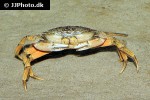 carcinus maenas shore crab carcinus maenas shore crab