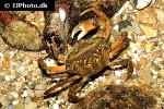 carcinus maenas shore crab carcinus maenas shore crab