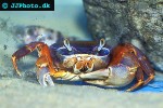 cardisoma armatum harlequin crab cardisoma armatum harlequin crab