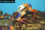 cardisoma armatum harlequin crab cardisoma armatum harlequin crab