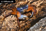 cardisoma armatum harlequin crab cardisoma armatum harlequin crab