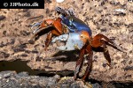 cardisoma armatum harlequin crab cardisoma armatum harlequin crab
