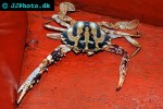 charybdis feriata musk crab charybdis feriata musk crab