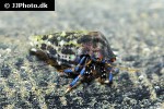 clibanarius tricolor blue legged hermit crab clibanarius tricolor blue legged hermit crab