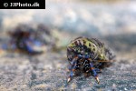 clibanarius tricolor blue legged hermit crab clibanarius tricolor blue legged hermit crab