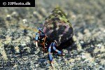 clibanarius tricolor blue legged hermit crab clibanarius tricolor blue legged hermit crab
