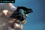 clibanarius virescens yellow footed hermit crab clibanarius virescens yellow footed hermit crab