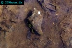 clibanarius virescens yellow footed hermit crab clibanarius virescens yellow footed hermit crab