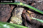 coenobita clypeatus caribbean purple pincher hermit crab coenobita clypeatus caribbean purple pincher hermit crab
