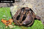 coenobita clypeatus caribbean purple pincher hermit crab coenobita clypeatus caribbean purple pincher hermit crab