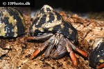 coenobita clypeatus caribbean purple pincher hermit crab coenobita clypeatus caribbean purple pincher hermit crab