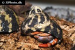 coenobita clypeatus caribbean purple pincher hermit crab coenobita clypeatus caribbean purple pincher hermit crab