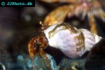 dardanus megistos whitespotted hermit crab dardanus megistos whitespotted hermit crab