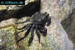 episesarma spp mangrove crab episesarma spp mangrove crab