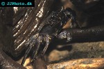 episesarma spp mangrove crab episesarma spp mangrove crab