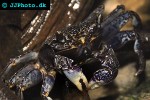 episesarma spp mangrove crab episesarma spp mangrove crab