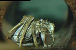 eriocheir sinensis chinese mitten crab eriocheir sinensis chinese mitten crab