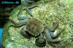 eriocheir sinensis chinese mitten crab eriocheir sinensis chinese mitten crab