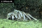 eriocheir sinensis chinese mitten crab eriocheir sinensis chinese mitten crab