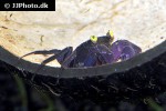 geosesarma dennerle blue purple vampire crab geosesarma dennerle blue purple vampire crab