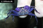 geosesarma dennerle blue purple vampire crab geosesarma dennerle blue purple vampire crab