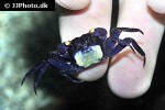 geosesarma dennerle blue purple vampire crab geosesarma dennerle blue purple vampire crab