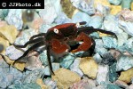 geosesarma hagen red vampire crab geosesarma hagen red vampire crab